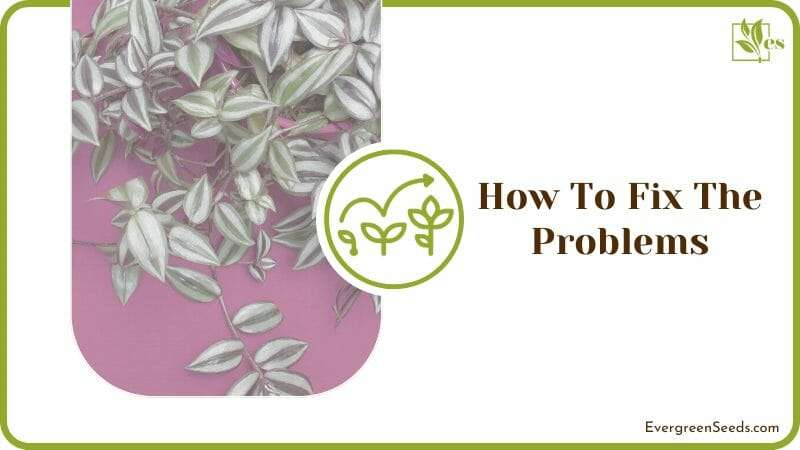 Fix The Problems of Wandering Jew