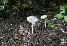 Fungus in Soil