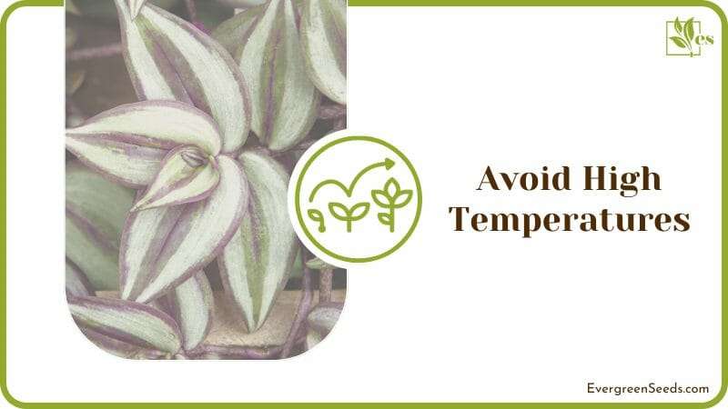 High Temperatures Cause Losing Leaves