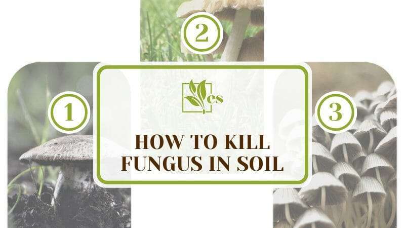 How To Kill Fungus in Soil