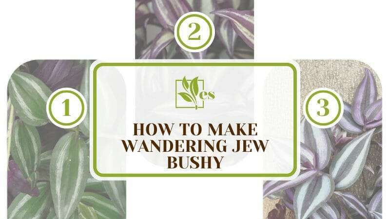 How to Make Wandering Jew Bushy