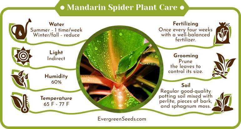 Mandarin Spider Plant Care Infographic