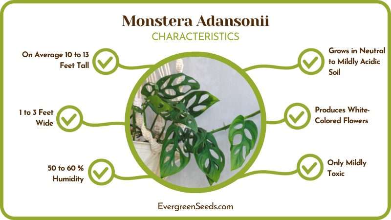 Monstera Adansonii Features