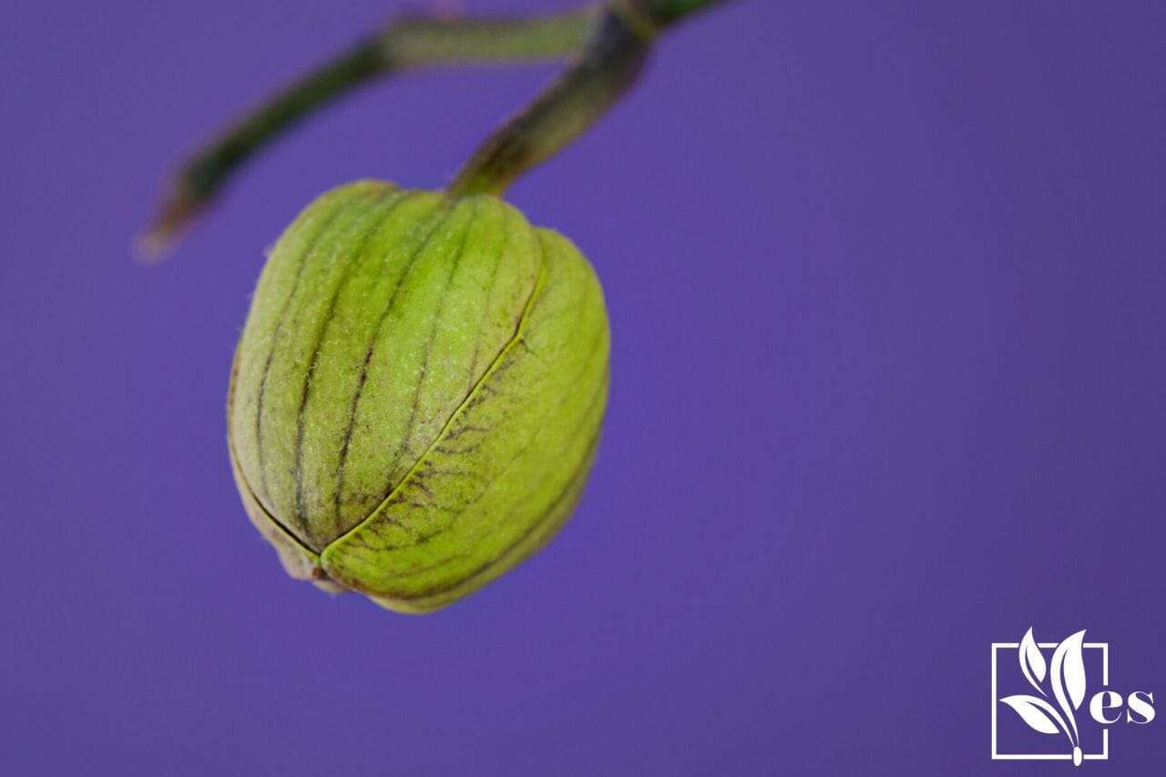 Orchid Buds