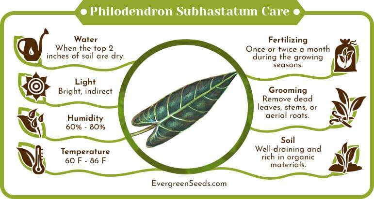 Philodendron Subhastatum Care Infographic