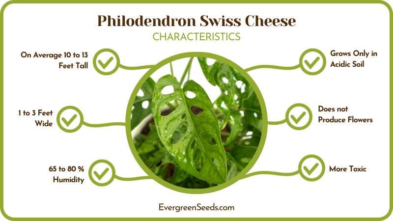 Philodendron Swiss Cheese Characteristics