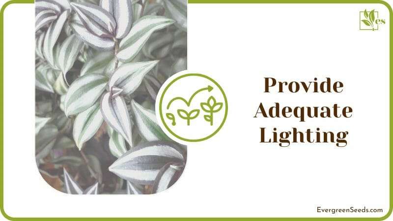 Provide Adequate Lighting for Bushier Growth 1