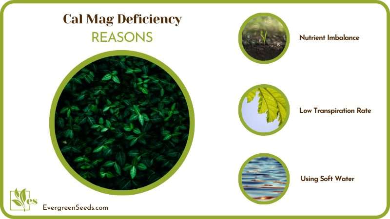 Deficiency in Plants