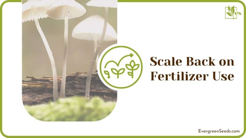 Scale Back on Fertilizer Use