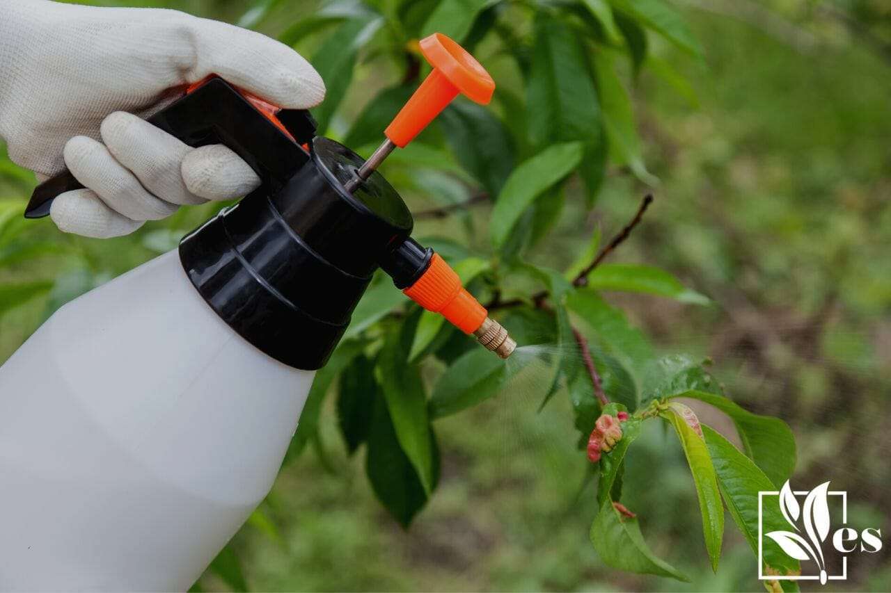 Spraying leaves fruit tree fungicide
