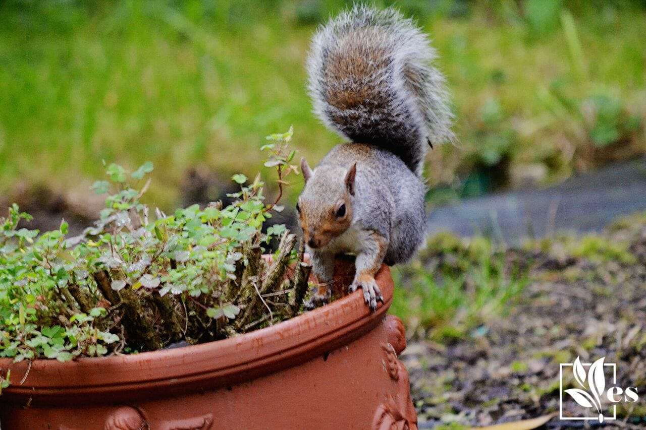 Squirrel on a plant pot