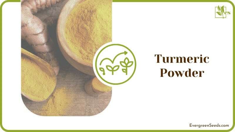 Tumeric Spice Kill the Growth