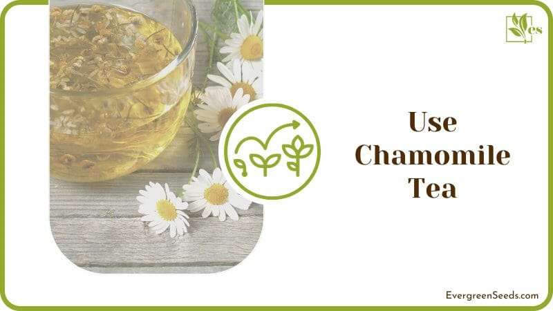 Use Chamomile Tea Spray