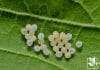 White Insect Eggs on Leaves