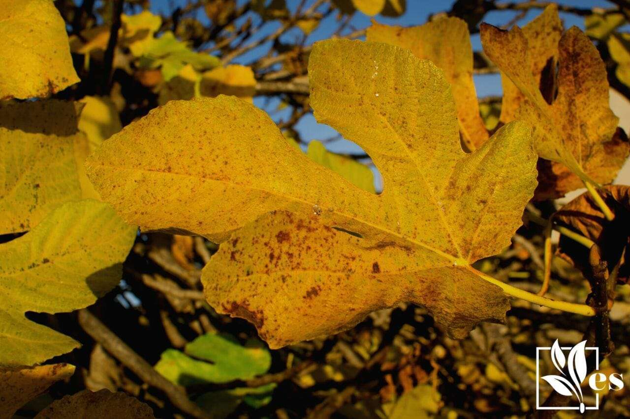 Yellow fig tree leaves