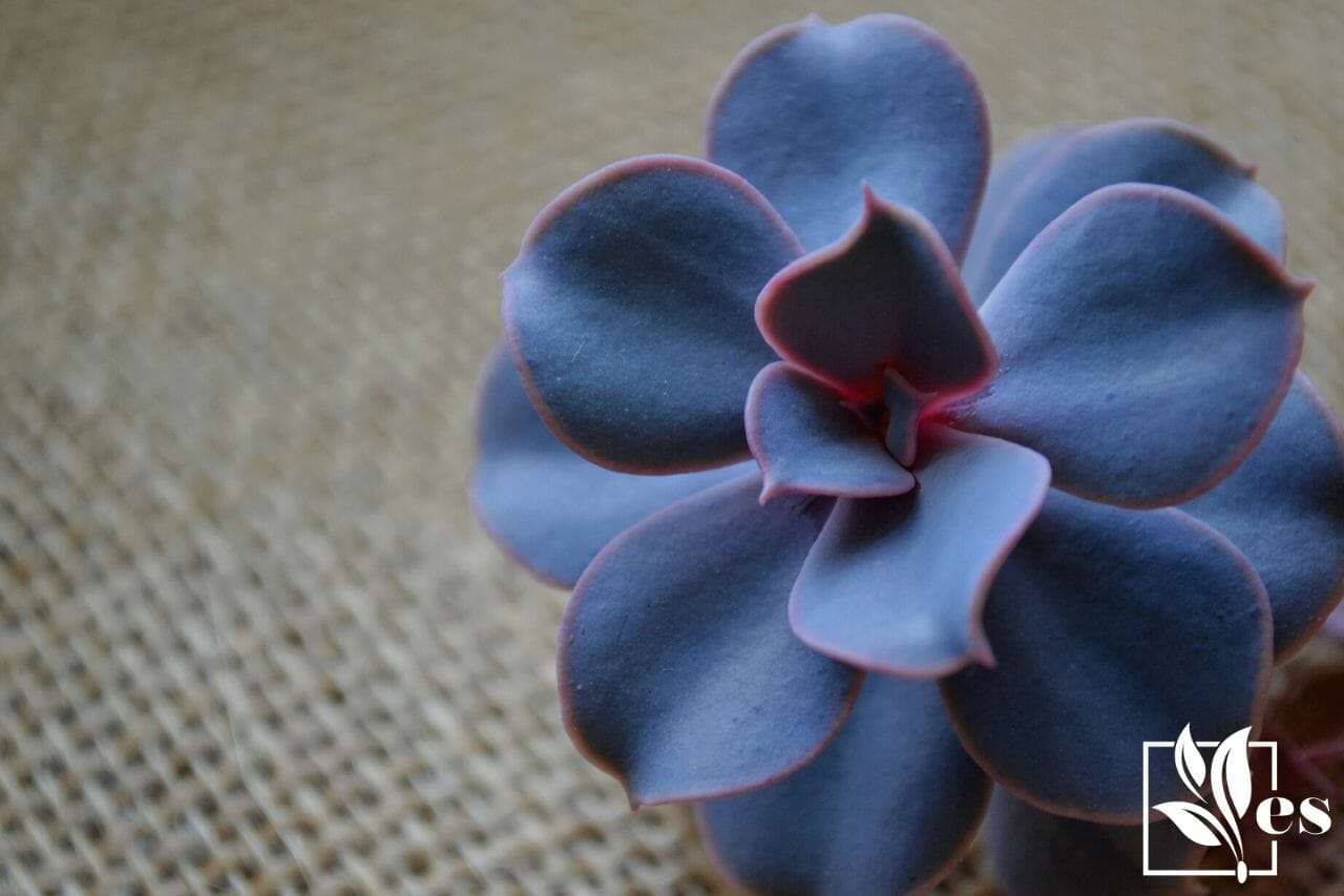 a beautiful Blue Succulent