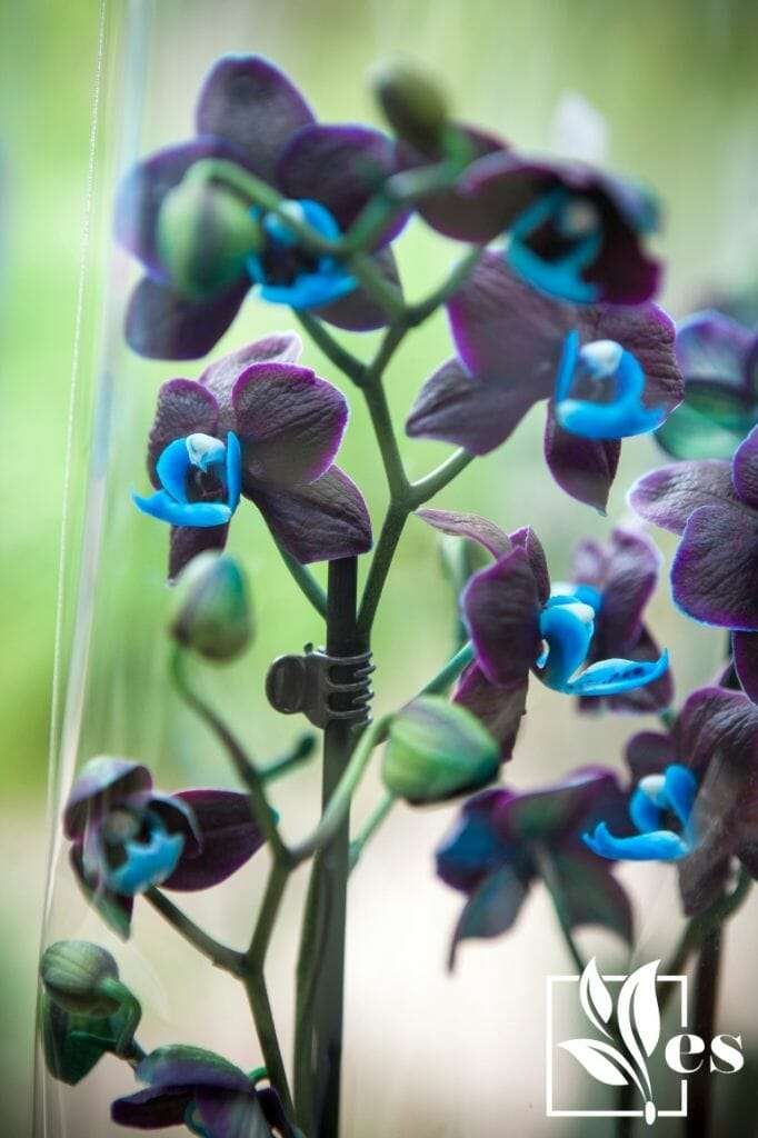 black orchids