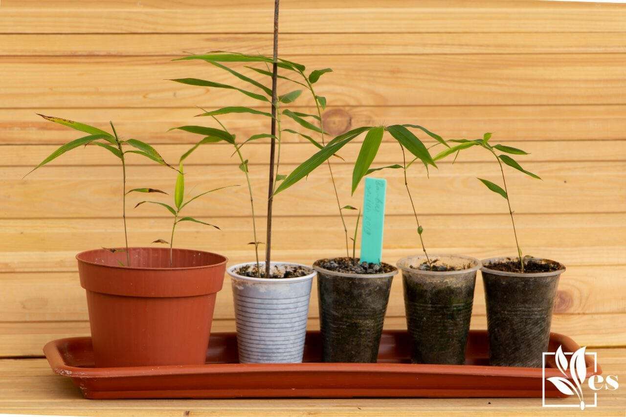grow bamboo seedlings