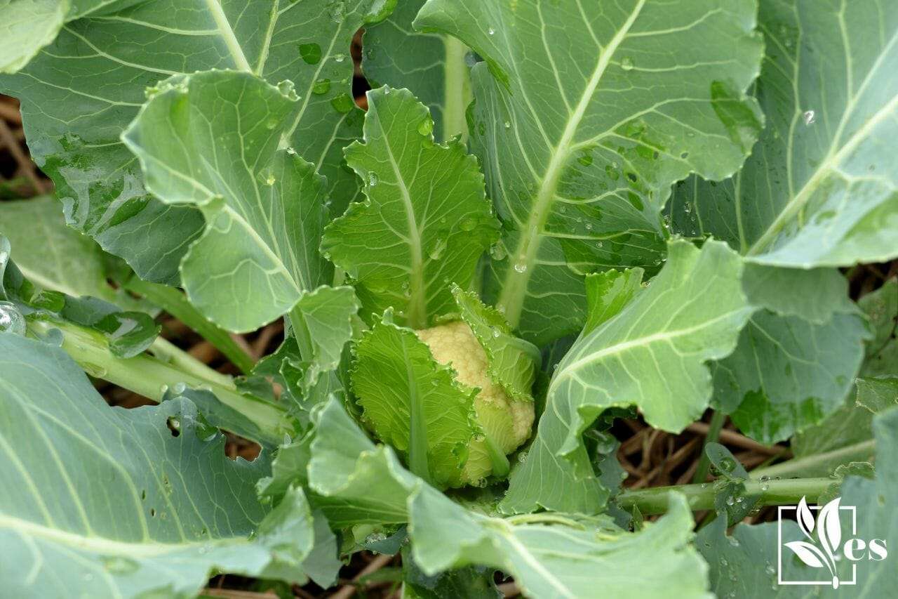 young cauliflower growing in the field