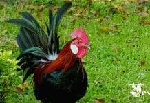 Black chicken in the garden