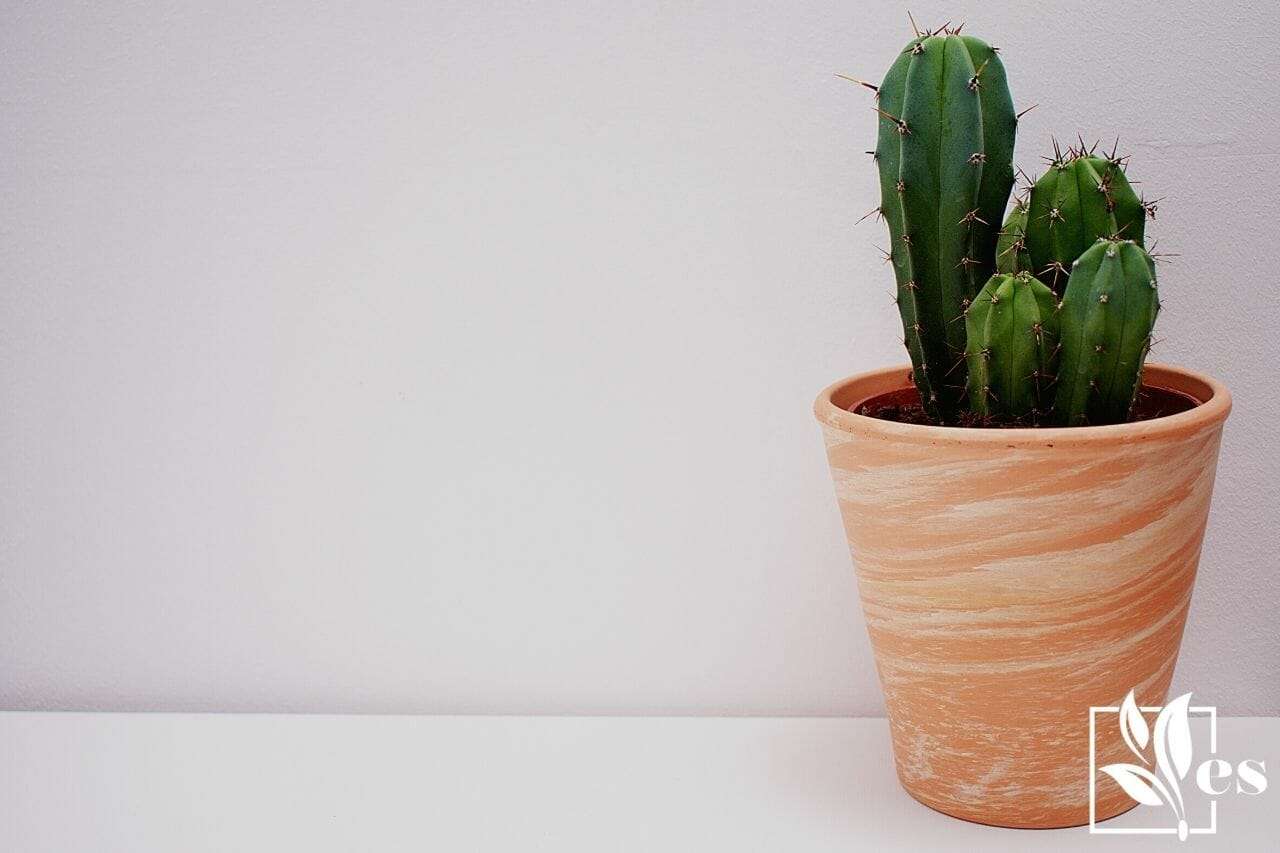 Cactus In Brown Vase