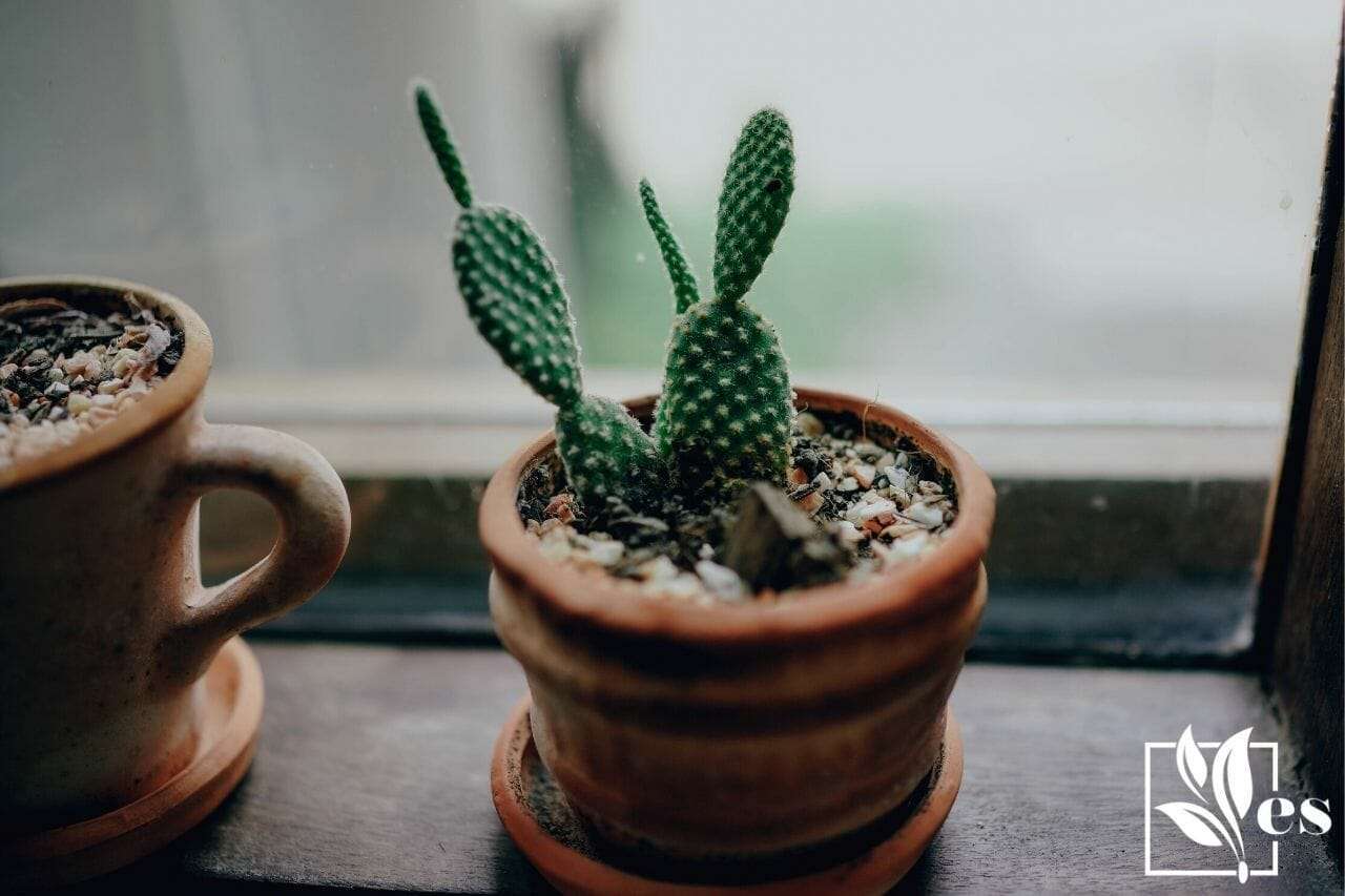 Cactus by the Window