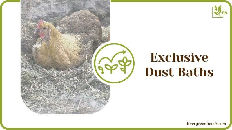Exclusive Chicken Dust Baths