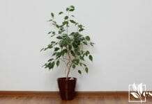 Ficus tree in a pot and white bg