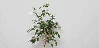 Ficus tree in a pot and white bg
