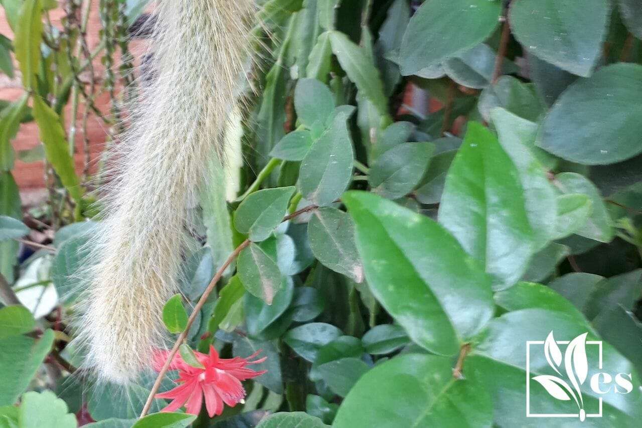 Monkey Tail Cactus Flower