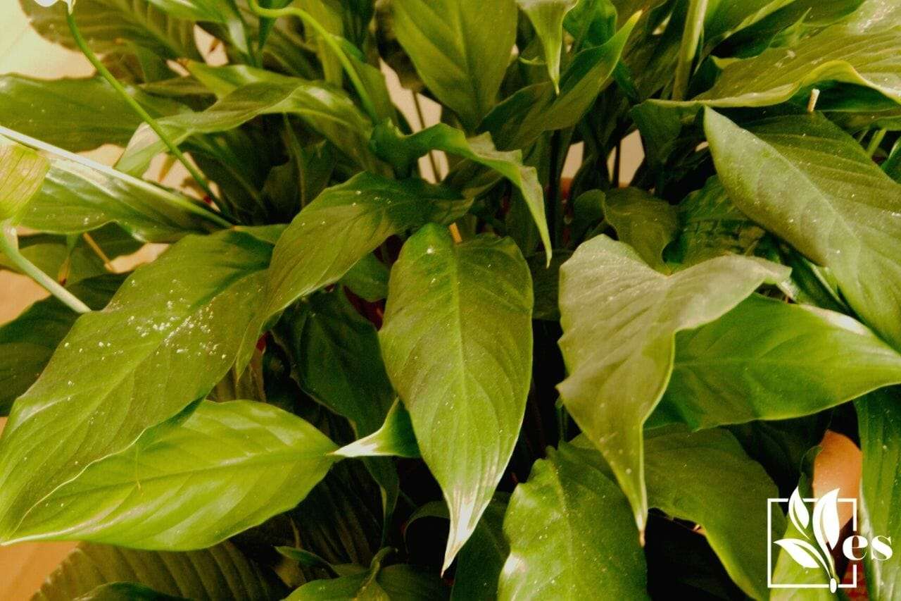 Peace lily leaves