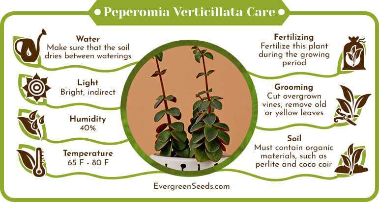 Peperomia Verticillata Care Infographic