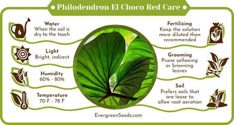 Philodendron El Choco Red Care Infographic