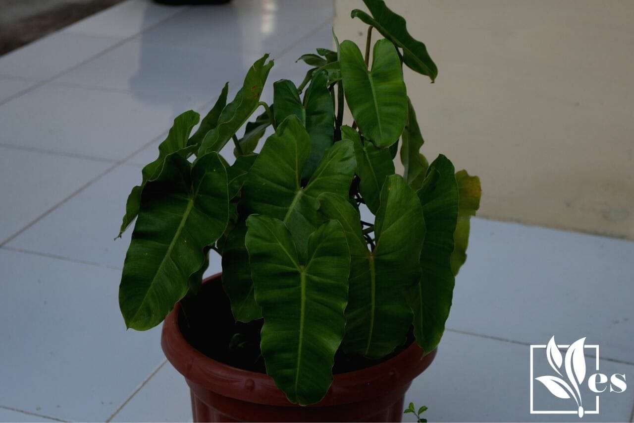 Philodendron Nangaritense in a pot
