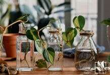 Pothos plant cuttings with roots in glass jars