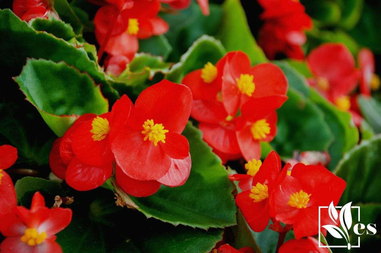 Scarlet Wax Begonia Plant