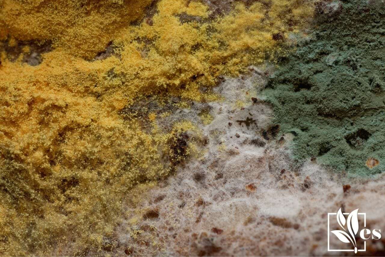 Yellow Fungus in Soil