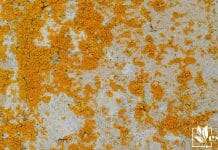 Yellow mold on a stone wall