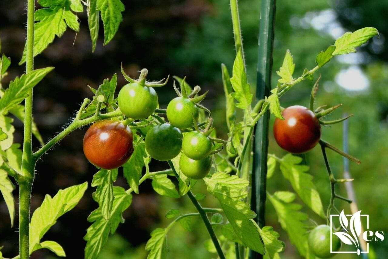 cherry tomatoes in garden