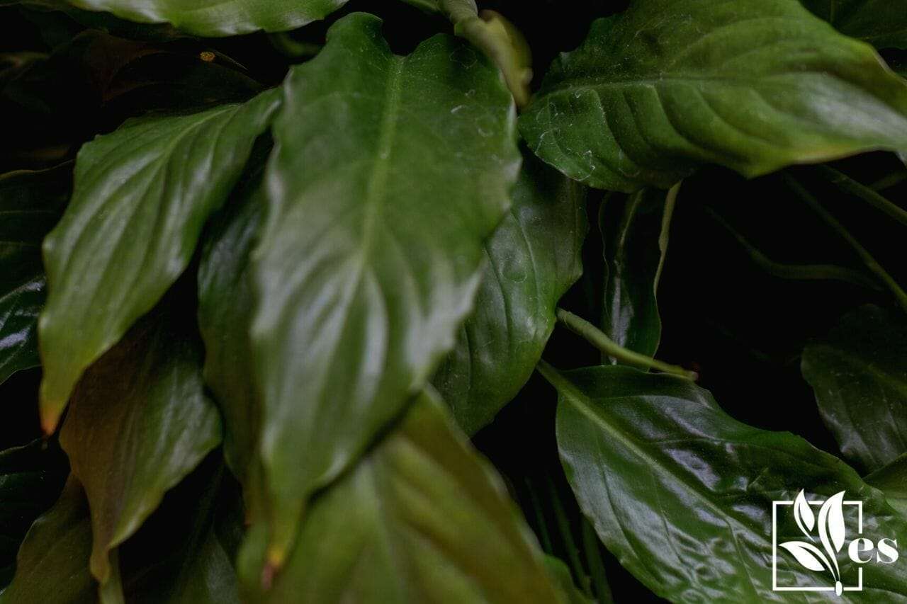 leaves of a peace lily spathiphyllum plant