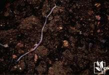natural worms in organic soil