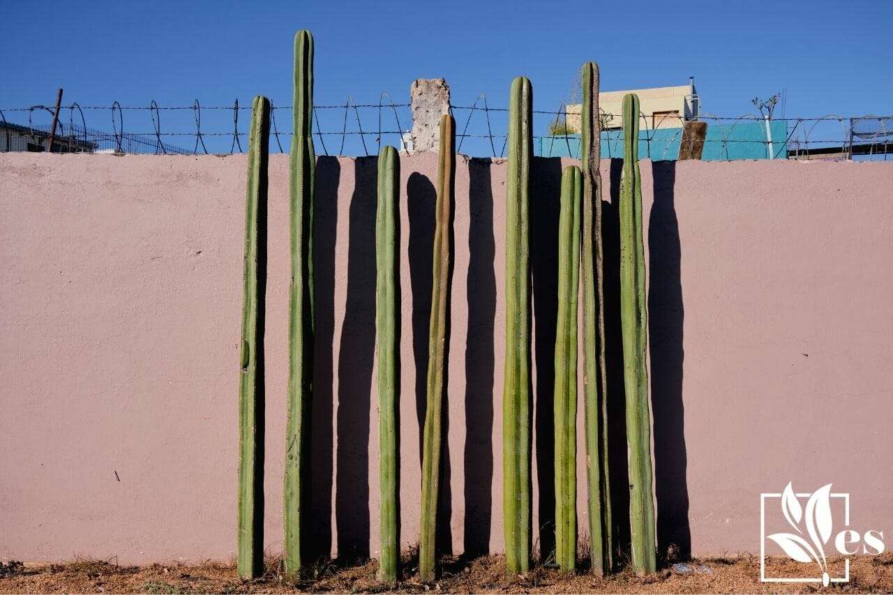 set of Mexican Fence Post Cactus