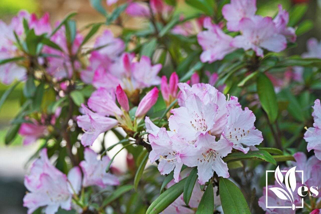 16.Rhododendron