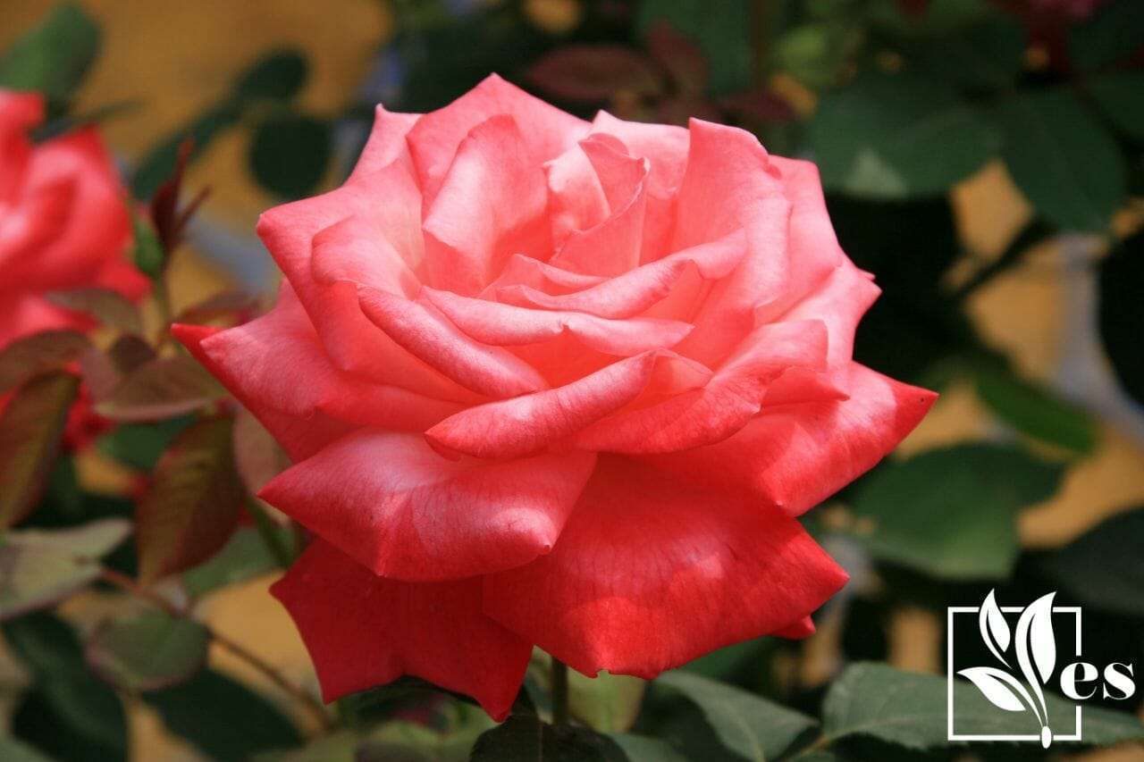2.Chinese Rose