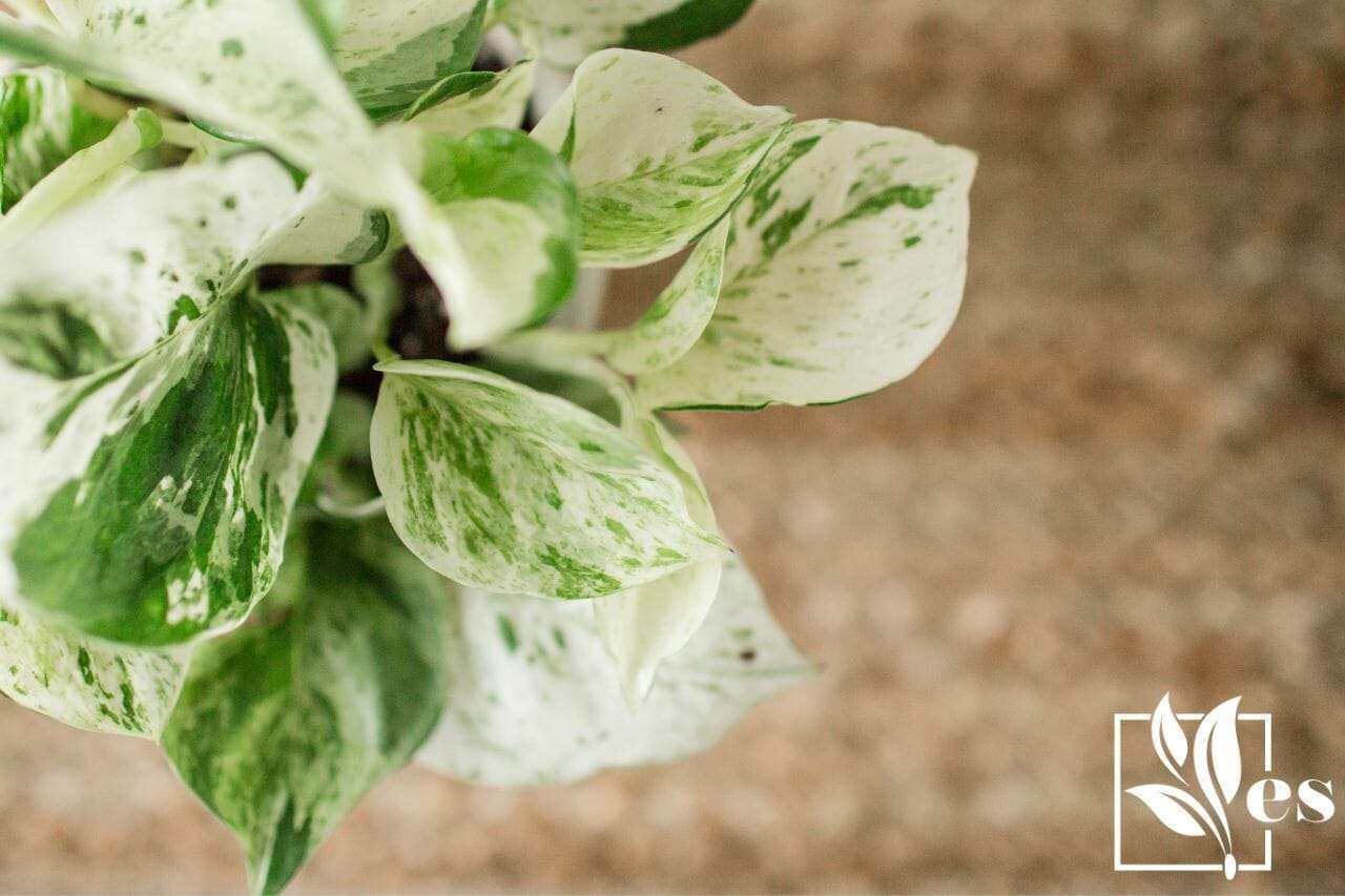 24. Pearls and Jade Pothos