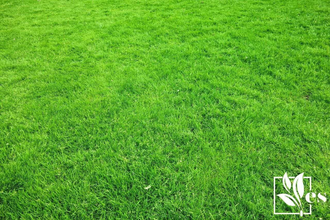 4. Green grass