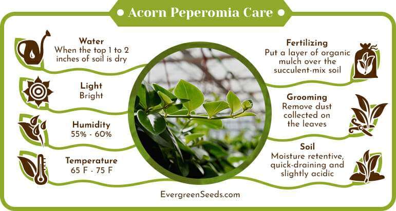 Acorn Peperomia Care Infographic