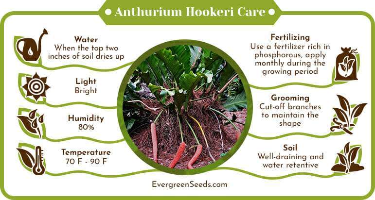 Anthurium Hookeri Care Infographic
