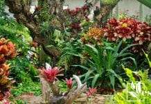 Begonias garden