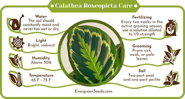 Calathea Roseopicta Care Infographic